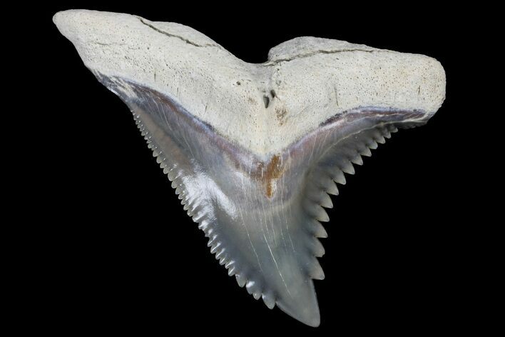 Snaggletooth Shark (Hemipristis) Tooth - Aurora, NC #179122
